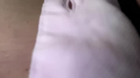 tommit84 online show from October 2025 04:13:01 AM