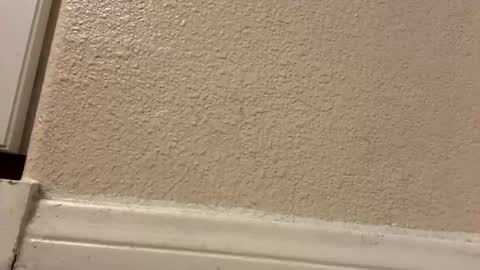 trickydick6 online show from March 2026 05:01:02 AM