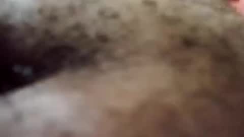 Antique-Shirt2516 online show from October 2025 09:34:02 PM