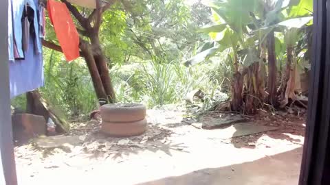 Snapshot of venusandzeus chatting on February 2025 05:07:01 PM venus ... zeus sheer online show from February 2025 05:07:01 PM