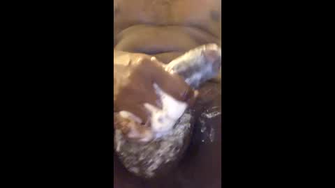 vincycock99 online show from April 2026 12:57:01 AM