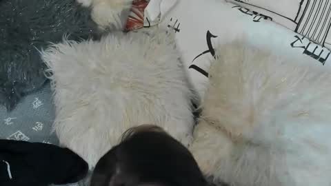 Snapshot of vitaxviper chatting on September 2025 11:32:02 PM Vit a Viper online show from September 2025 11:32:02 PM