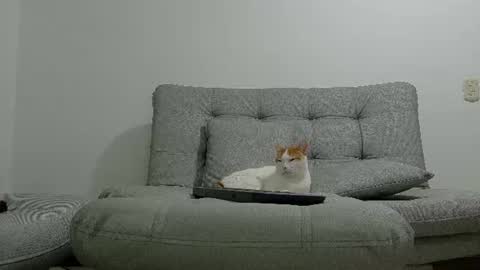 yeisongomezz online show from July 2026 01:21:02 AM