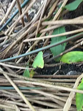 Snapshot of Yurt000 chatting on September 2025 03:17:02 AM Yurt000 online show from September 2025 03:17:02 AM