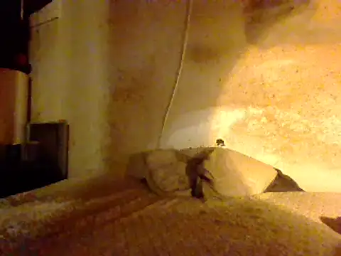 Nightshade7712 online show from February 2025 08:50:02 AM