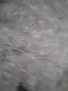 Mafiya1604 online show from September 2025 01:24:02 PM