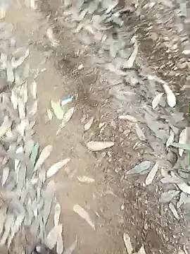 indiasexmf online show from December 2025 09:58:02 AM