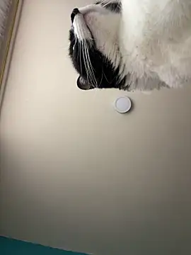 Snapshot of Kimmymadison- chatting on January 2026 09:07:02 PM Kimmymadison- online show from January 2026 09:07:02 PM