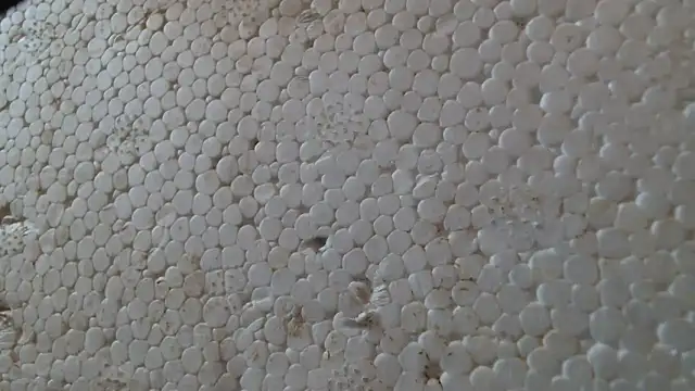 titi fiesta online show from February 2026 08:01:02 AM