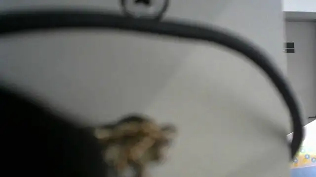 lovense test04 online show from September 2025 02:46:02 AM