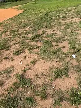 Black-mamba-madingo online show from February 2026 08:55:01 AM