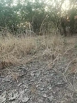 Snapshot of lovesuna chatting on December 2025 02:07:02 AM lovesuna online show from December 2025 02:07:02 AM