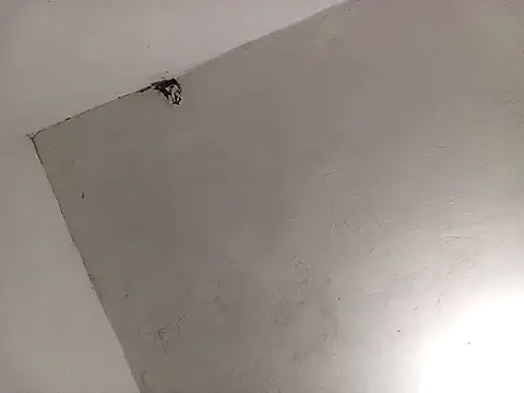 Snapshot of Surreyaa chatting on February 2025 03:39:02 AM Surreyaa online show from February 2025 03:39:02 AM