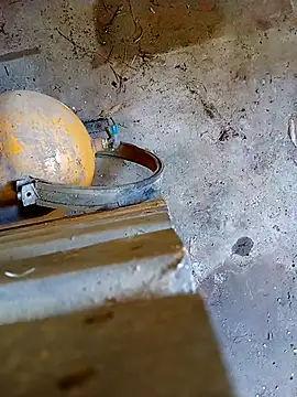 Din0071 online show from January 2026 05:59:02 PM