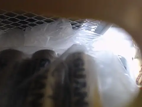 Lovensetest online show from October 2025 06:45:01 AM