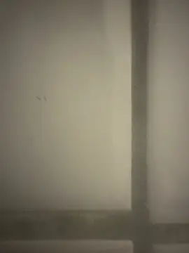 orient zob online show from February 2026 12:39:01 AM