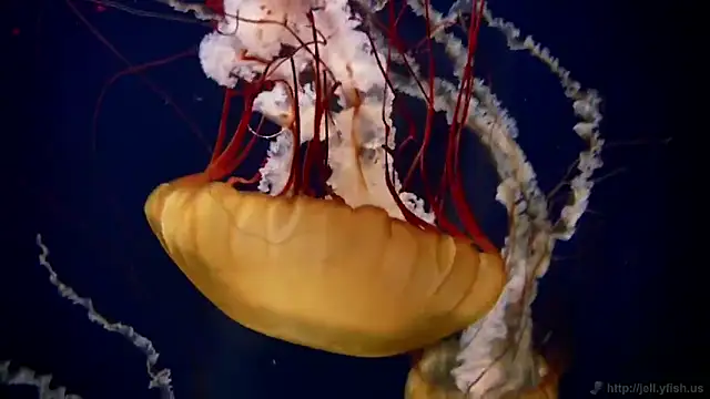 streamy test11 online show from February 2026 02:22:02 PM