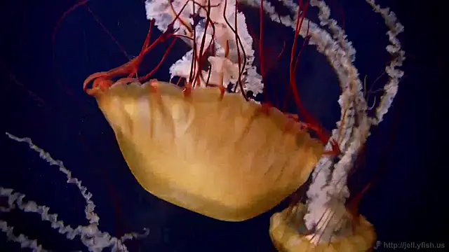 streamy test11 online show from April 2026 10:13:02 AM