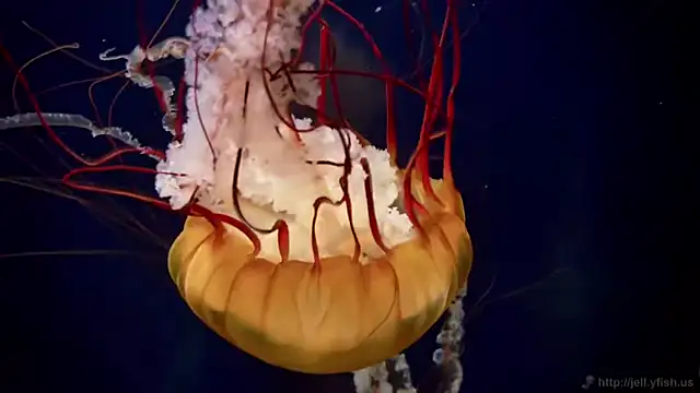 streamy test11 online show from April 2026 10:20:02 AM