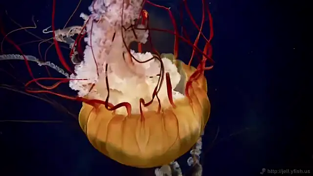 streamy test11 online show from April 2026 12:42:02 PM