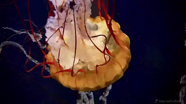 streamy test13 online show from December 2024 08:11:02 AM