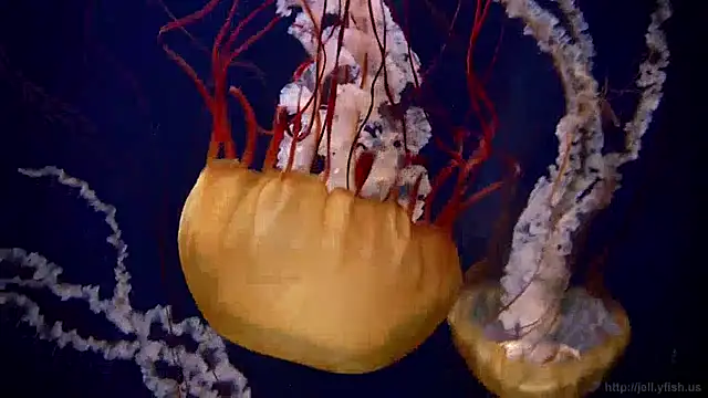 streamy test13 online show from December 2024 08:09:01 AM