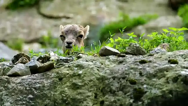 streamy test13 online show from February 2025 04:26:02 PM