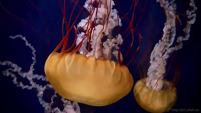 streamy test13 online show from March 2025 08:13:02 AM