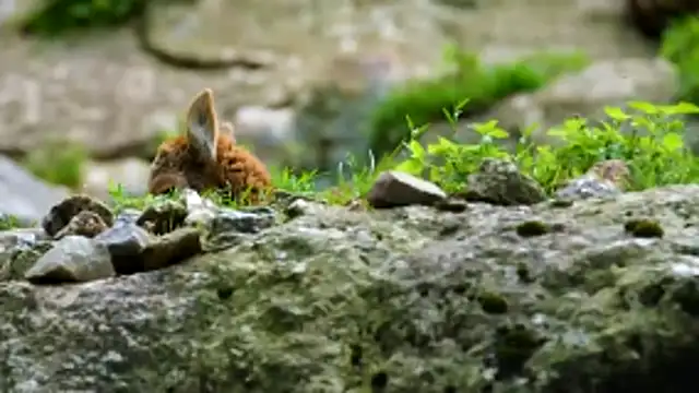 streamy test13 online show from December 2025 09:04:02 AM