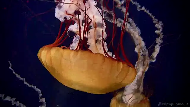 streamy test15 online show from December 2024 08:22:02 AM