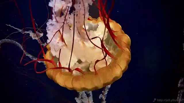 streamy test15 online show from December 2024 08:11:01 AM