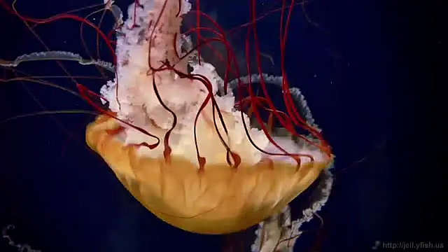 streamy test15 online show from December 2024 08:09:01 AM