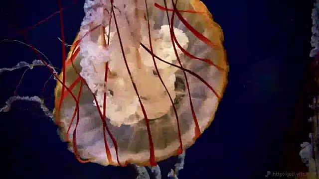 streamy test15 online show from January 2025 08:20:02 AM