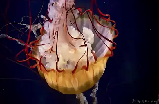 streamy test15 online show from February 2025 08:13:02 AM