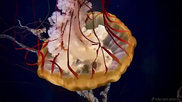 streamy test15 online show from September 2025 12:18:01 PM