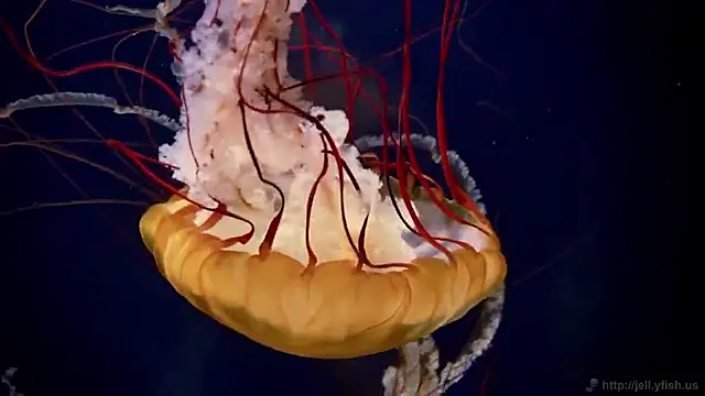 streamy test15 online show from September 2025 10:16:02 AM