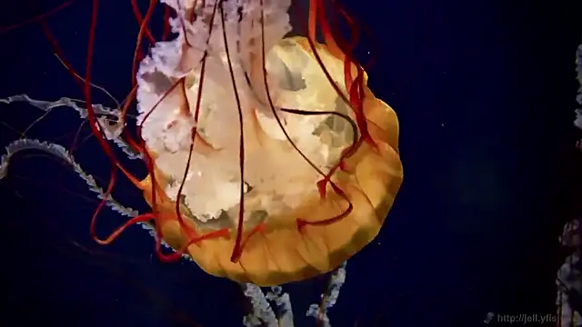 streamy test15 online show from October 2025 08:43:01 AM