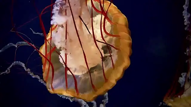 streamy test15 online show from April 2026 06:38:01 AM