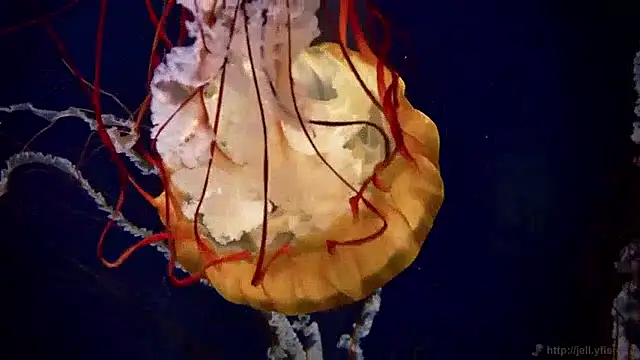 streamy test15 online show from April 2026 11:24:01 AM