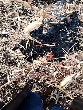 murokkk31 online show from November 2025 04:03:02 AM