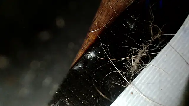 Snapshot of Gigadickman chatting on December 2024 02:47:01 AM Gigadickman online show from December 2024 02:47:01 AM