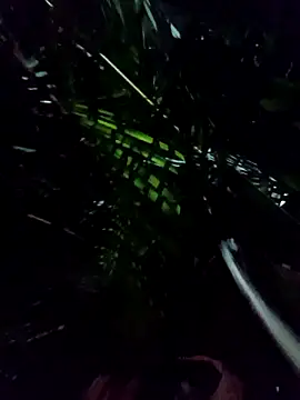 mis312 online show from January 2026 05:10:02 AM