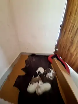 inba99tamil online show from September 2025 06:37:02 AM