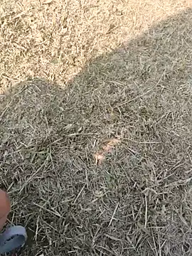 Snapshot of Gururonny07 chatting on January 2025 07:38:02 AM Gururonny07 online show from January 2025 07:38:02 AM