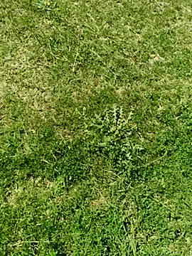 Snapshot of Gururonny07 chatting on March 2025 07:49:02 AM Gururonny07 online show from March 2025 07:49:02 AM