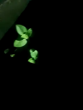 Snapshot of AloneDick chatting on October 2025 01:03:02 PM AloneDick online show from October 2025 01:03:02 PM