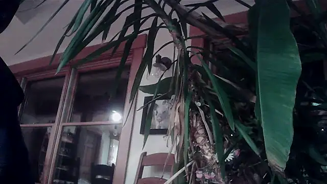 Snapshot of KittingGrappler chatting on November 2025 10:48:02 PM KittingGrappler online show from November 2025 10:48:02 PM