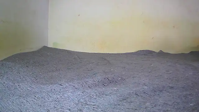 fern tlk online show from February 2025 05:28:02 AM