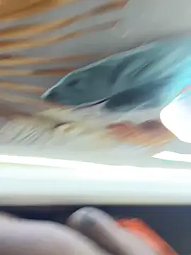 BigBossaNova69 online show from October 2025 05:38:02 AM