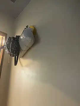 Carolinen online show from April 2026 08:28:02 PM